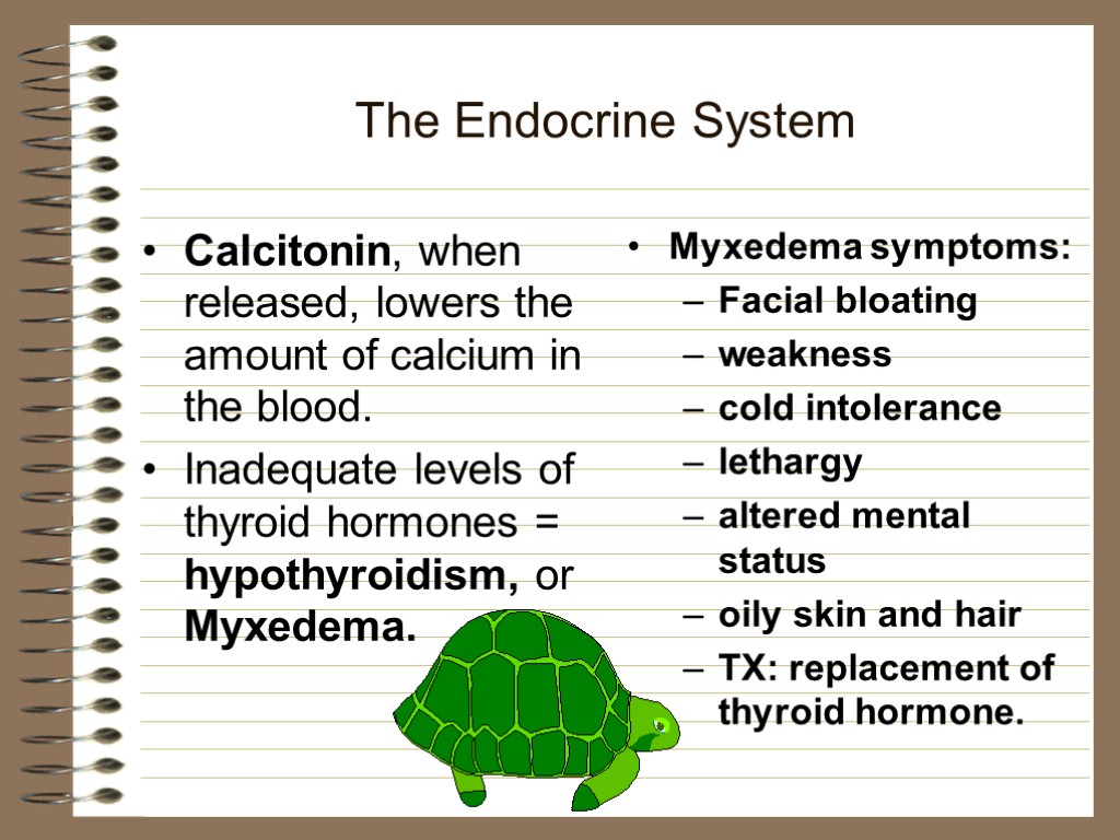 The Endocrine System Calcitonin, when released, lowers the amount of calcium in the blood.